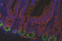 Gesundes Darmgewebe ist hochstrukturiert: Bindungsproteine wie E-Cadherin (rot) halten die Zellen zusammen, während die EPHB-Rezeptoren bestimmen, wo Zelltypen wie Drüsenzellen (grün) im Gewebe ihren Platz finden. Foto: Andreas Hecht