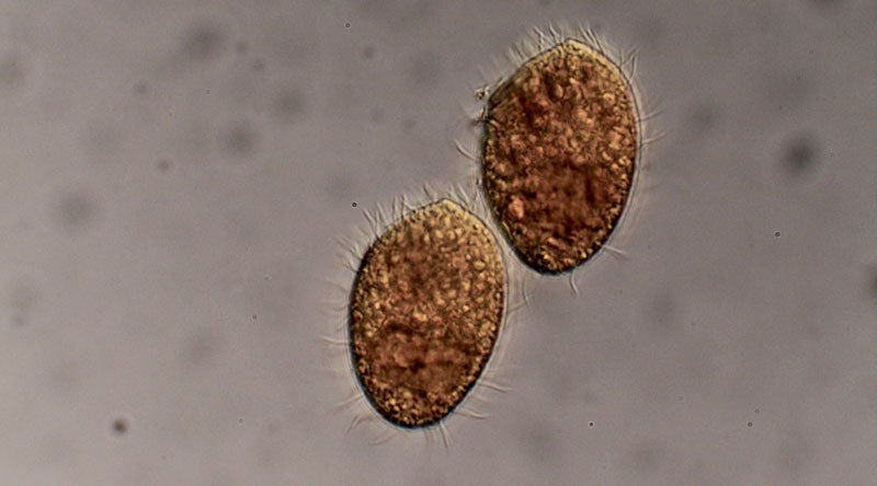  Das räuberische Wimperntierchen Tetrahymena thermophila ernährt sich von Bakterien. © L. Becks