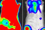 Mäuse mit Leukämie: Eine Transplantation gesunder Immunzellen reicht nicht aus (links). Wird aber gleichzeitig Sorafenib gegeben, werden die Tumorzellen zurückgedrängt. (rot: viele Krebszellen, blau: wenige Zellen). Bioluminiszenz-Bildgebung. Bildquelle: Zeiser/Nature Medicine 