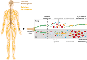 Bei der Regeneration peripherer Nerven spielt das Immunsystems eine wichtige Rolle. Im Alter ist die Immunantwort gestört und führt zu einer andauernden Entzündung, die die Regeneration stört. (Grafik: Lars Björn Riecken / FLI, Quelle: u.a. http://de.freepik.com) 