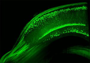 Querschnitt durch den Hippocampus einer Maus. Nach der Gabe von Erythropoietin weisen die Tiere mehr Nervenzellen in dieser für Lernen und Gedächtnis zentralen Gehirnregion auf.
© MPI f. Psychiatrie 