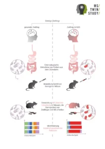 Mit der dargestellten Versuchsstrategie war es den Wissenschaftler*innen möglich, die Mikroorganismen aus den… [mehr]
© MPI für biologische Intelligenz / Annika Schneitz 